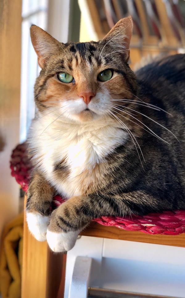 /images/uploads/griffin pond animal shelter/loveyourpet2018/entries/6549thumb.jpg